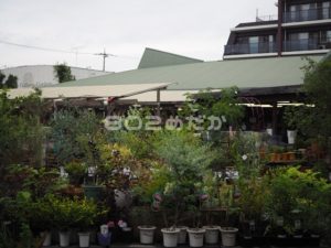 吉田観賞魚に行ってみた