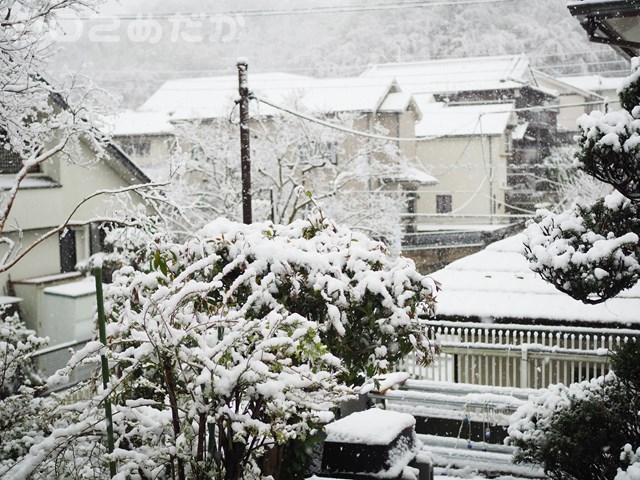 東京でも雪。。メダカ頑張れ